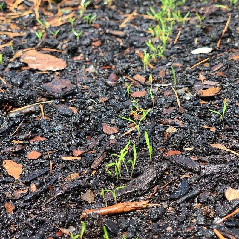 Keep the seedbed moist through emergence and establishment