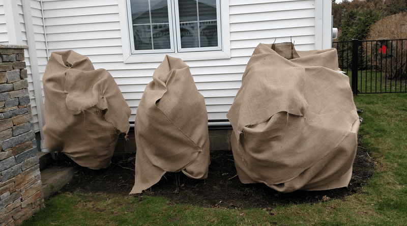 Wrap or Cage Tender Bigleaf Buds
