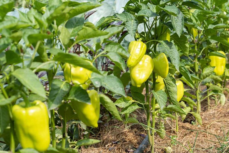 A pepper-field result does not establish a general garden fix