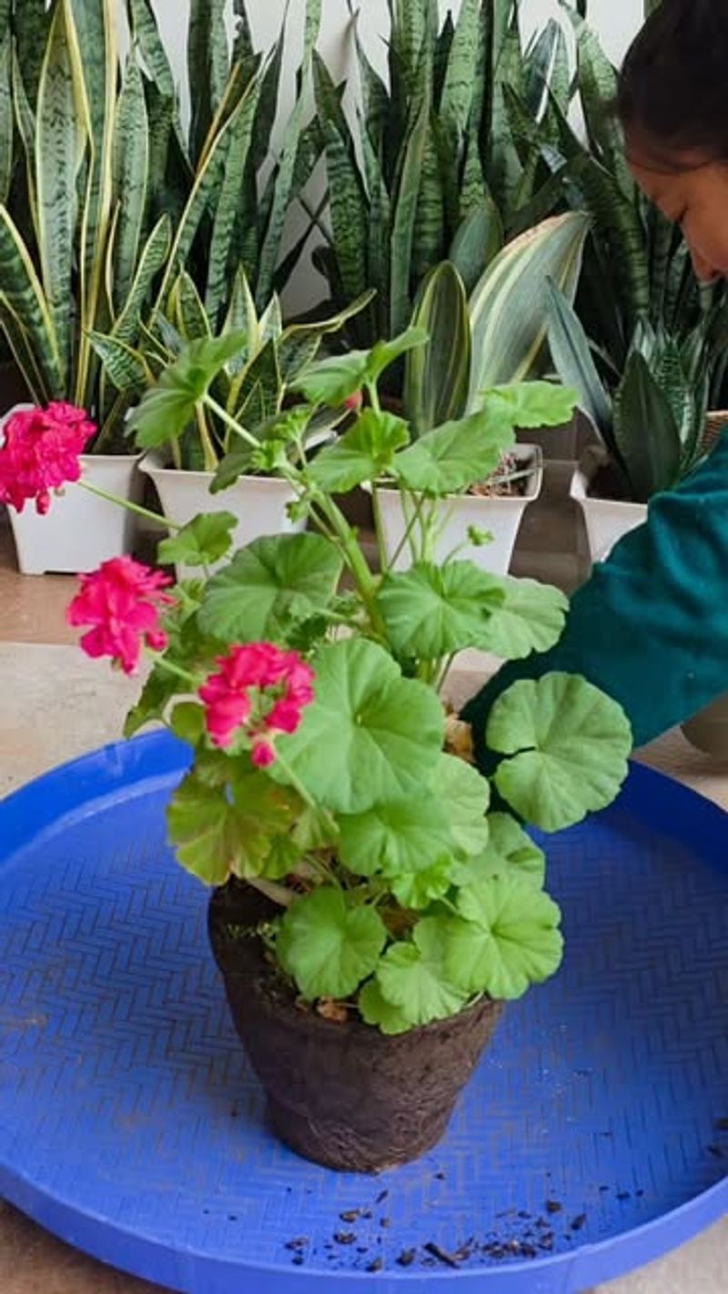 Refresh the Top Inch of Potting Mix Midseason
