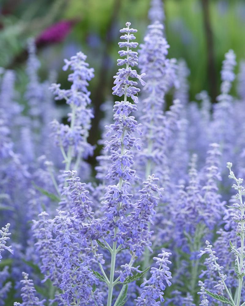 Russian Sage