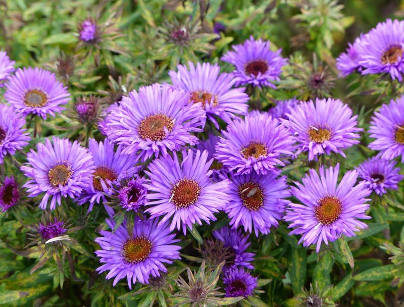 Asters