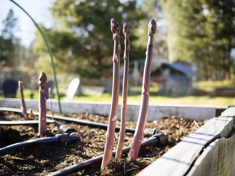 Asparagus is a long-term crop, not an instant harvest