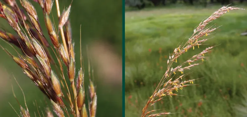 Indian Grass (Sorghastrum nutans)