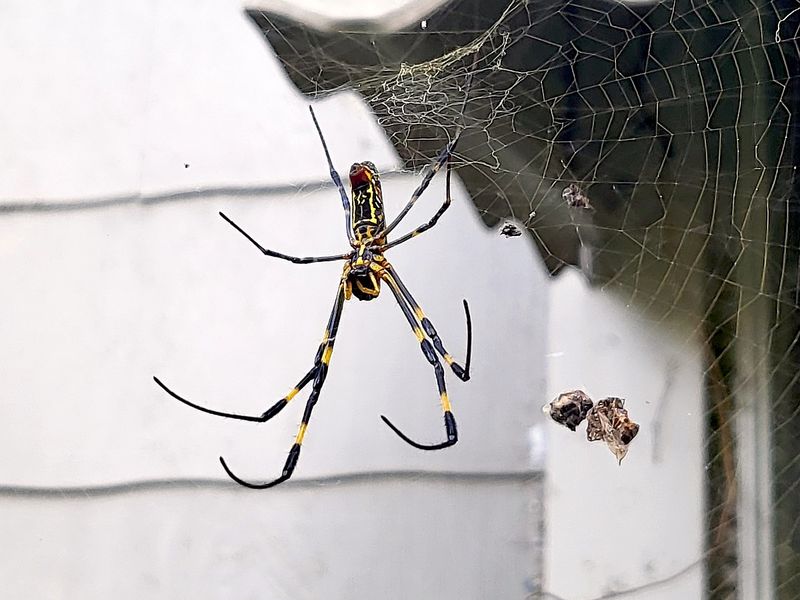 Remove a nuisance web without creating a bigger problem
