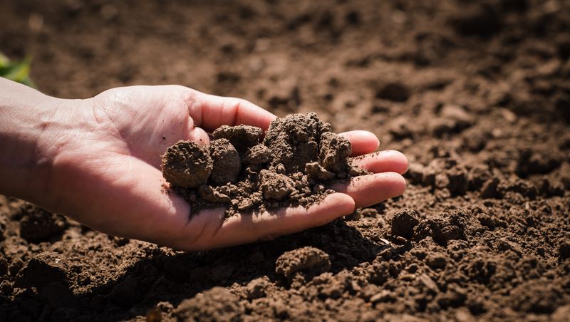 A toad cannot serve as a soil-health test