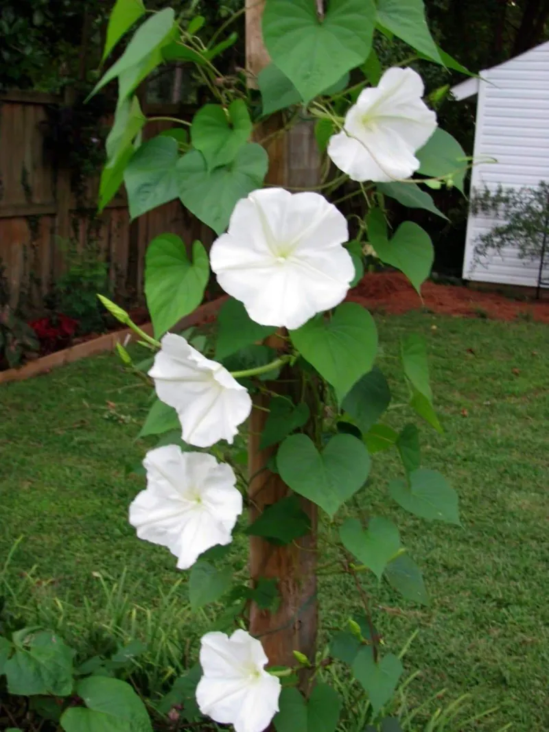 Give the vine support near your viewing spot
