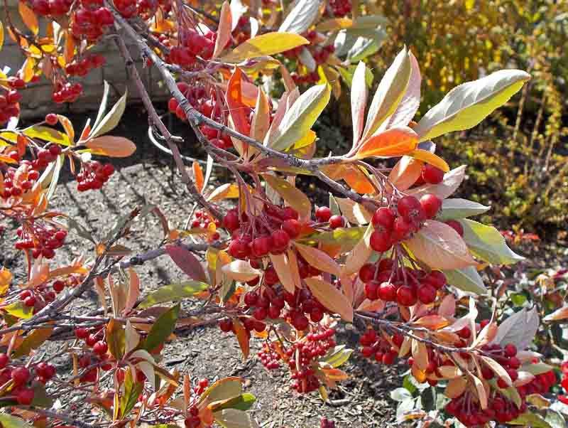 Red Chokeberry (Aronia arbutifolia)
