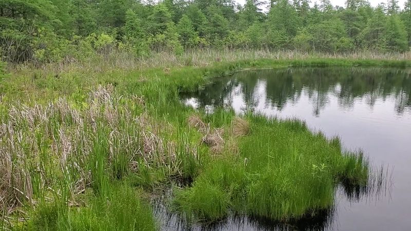 The boardwalk traces the bog's changing zones