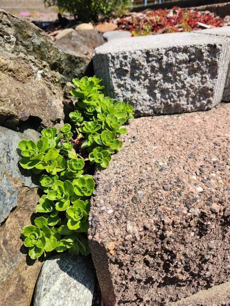 Sedum
