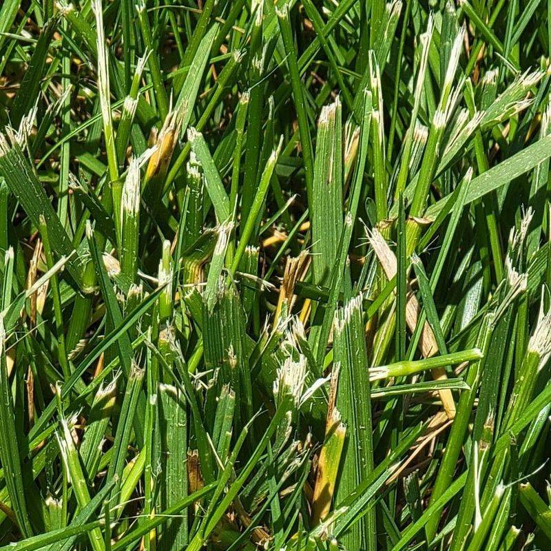 Dull Mower Blades Shredding Grass