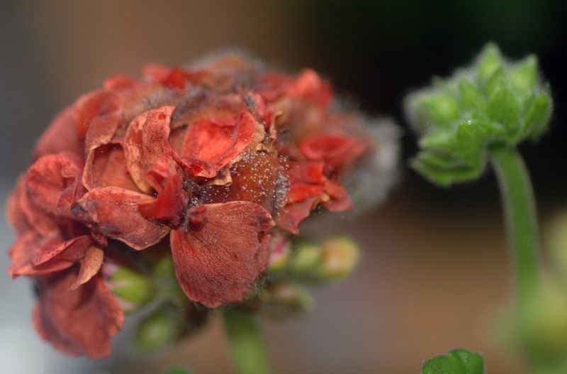 Know When Deadheading Is Not the Fix