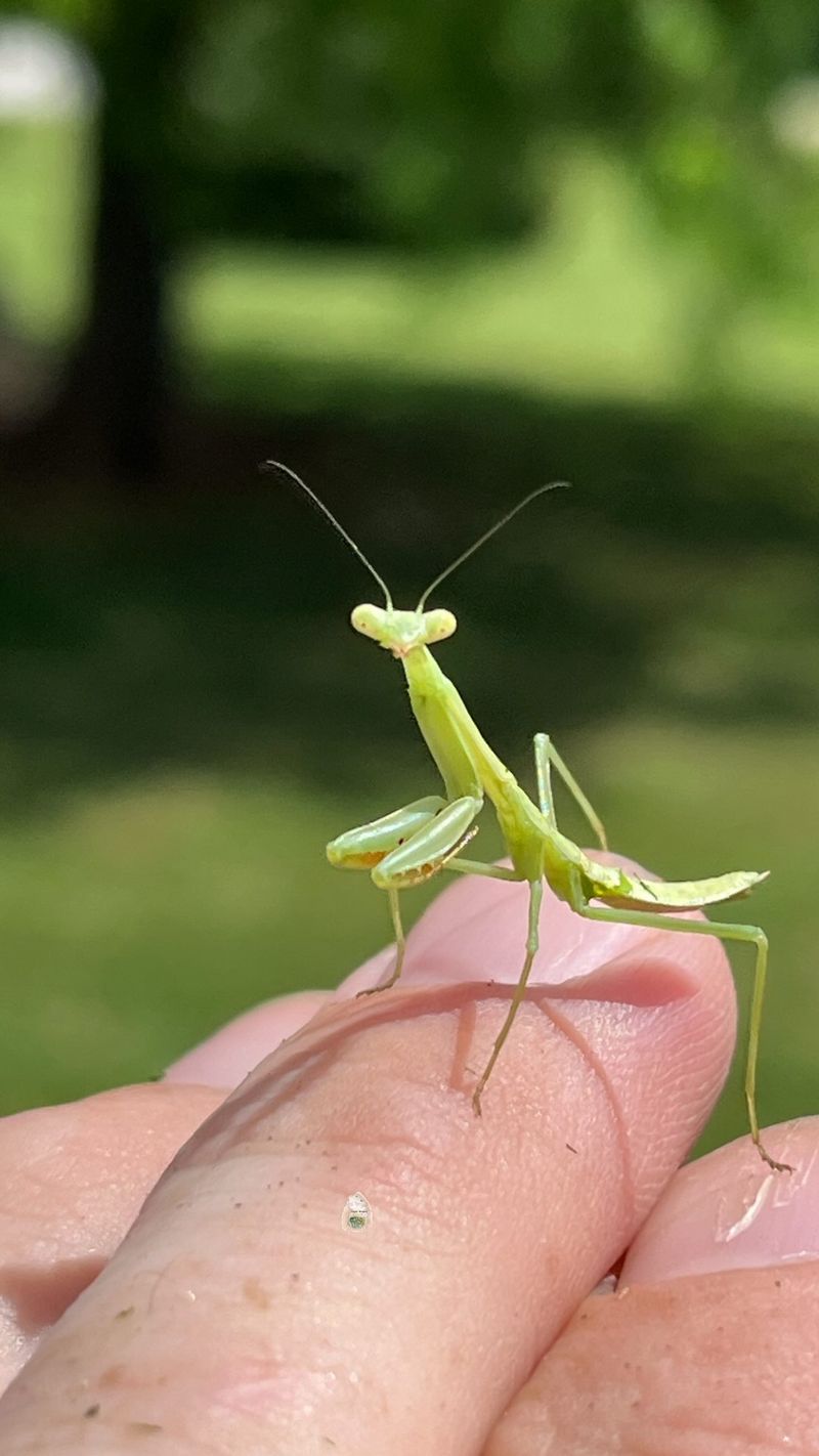 Read the mantis as one clue in a living yard