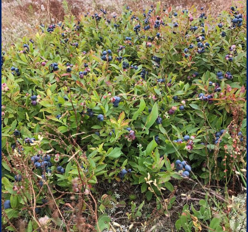 Pruning and fertilizer timing depend on where you grow