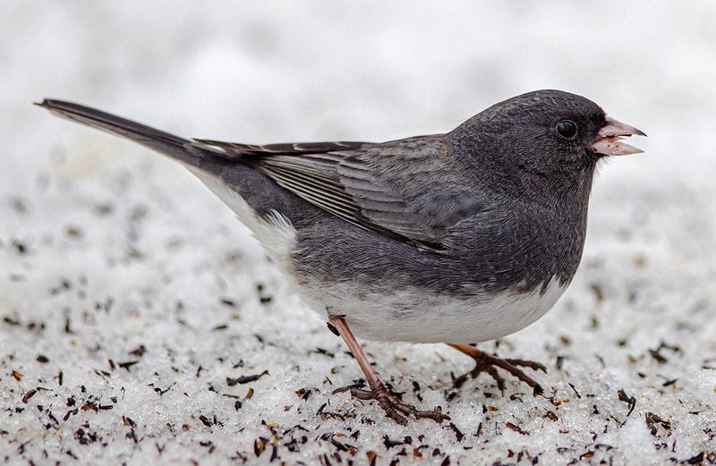 Dark-eyed Juncos