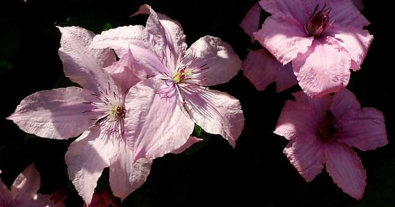 Clematis 'Hagley Hybrid'
