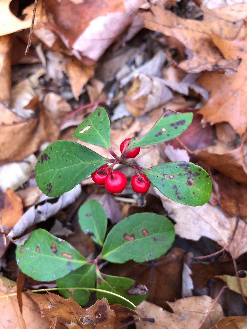 Partridge Berry (Mitchella repens)