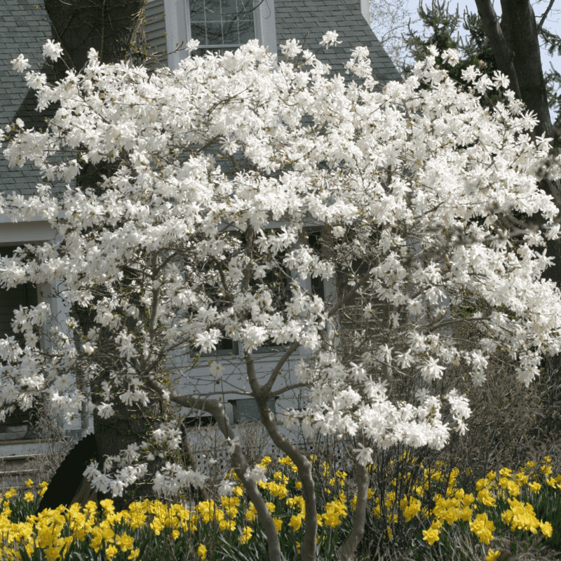 Star Magnolia