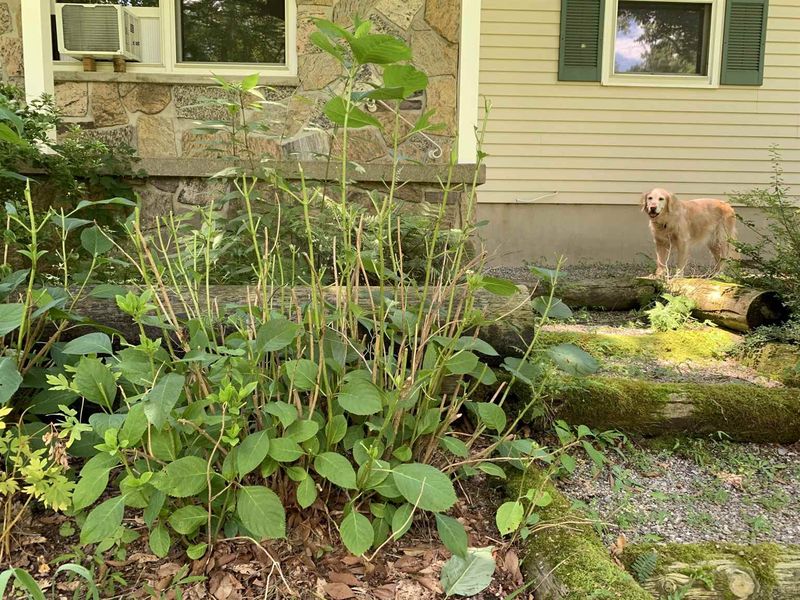 Deer, Plant Age, and Greenhouse Origins Add Clues