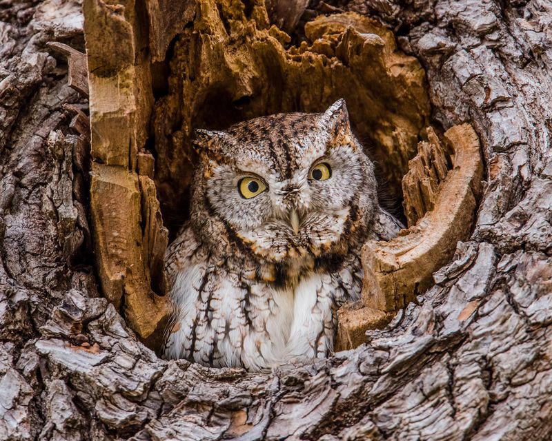 Treat the owl as a habitat clue, not an ecosystem certificate