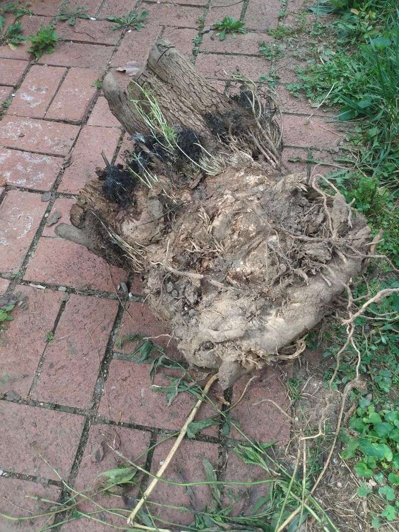 Remove an existing butterfly bush with follow-up care