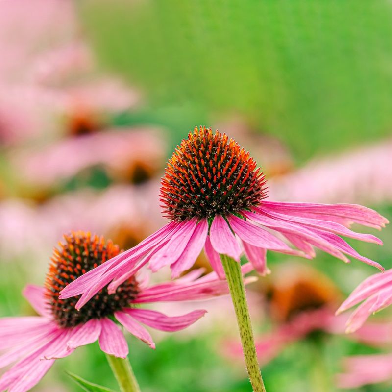 Address Nutrient Deficiencies