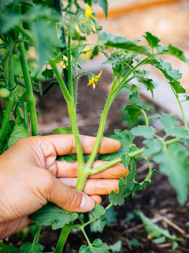 Remove late flowers carefully and keep leaves that shade fruit