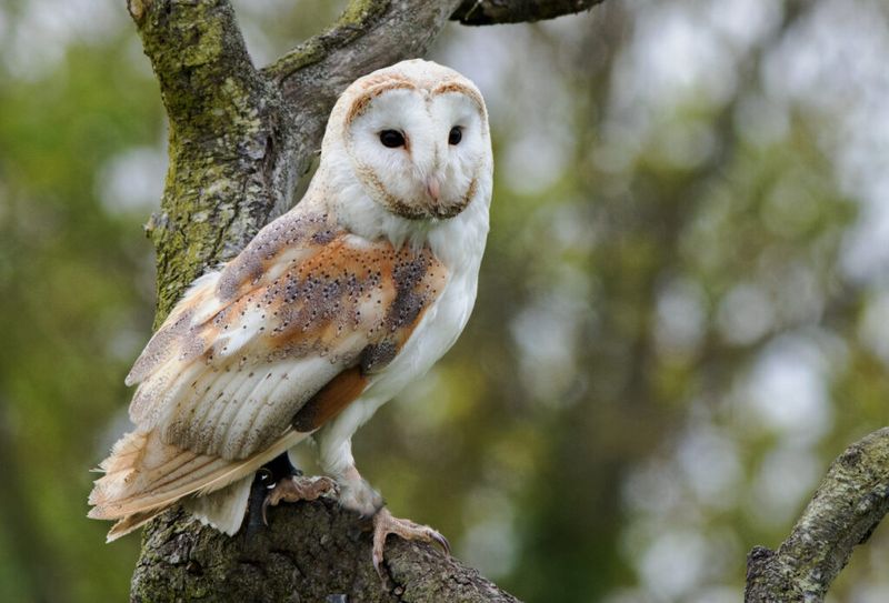 Which Owl Is Crossing Your Yard?