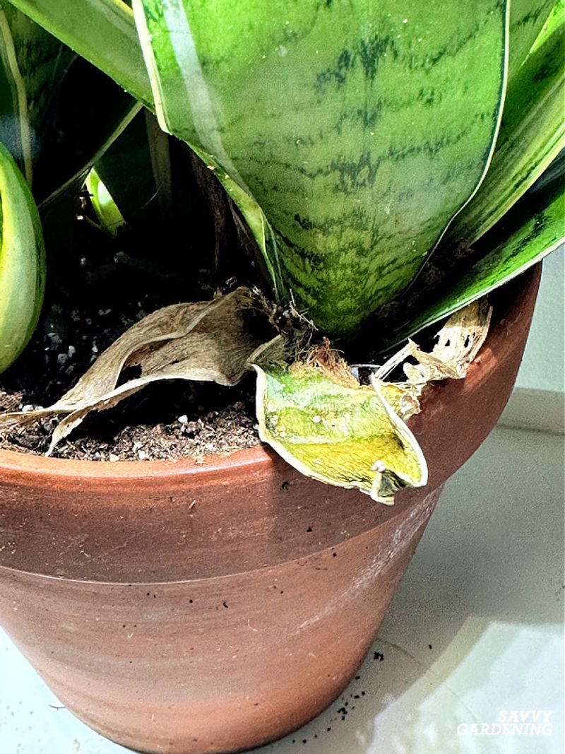 Set realistic expectations for yellow and damaged leaves