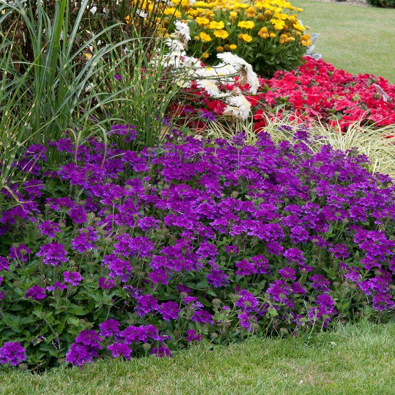 Simple maintenance can preserve a compact, attractive display