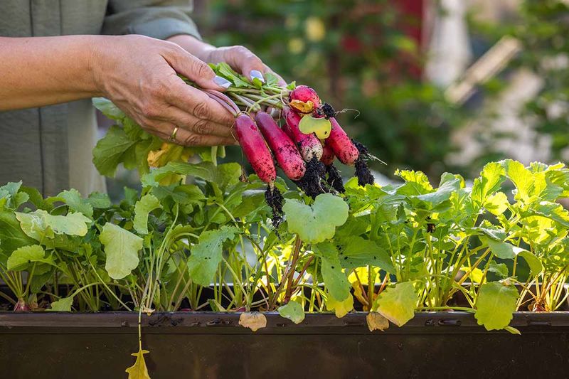 Radishes