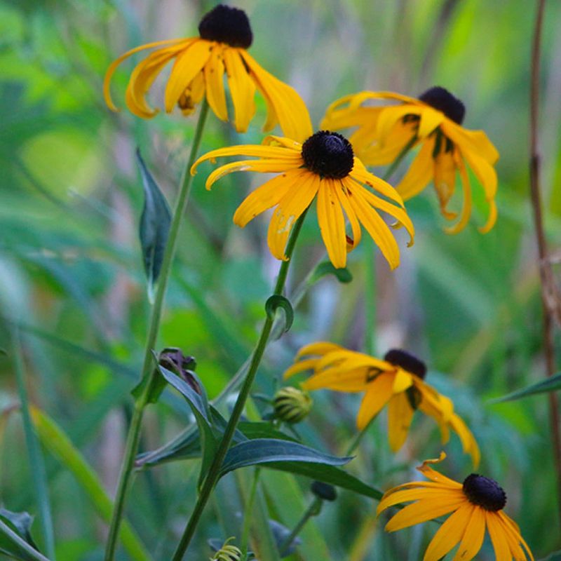 Rudbeckia (Black-Eyed Susan)