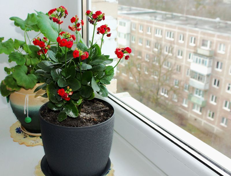 Feed Only When Your Geranium Is Actively Growing