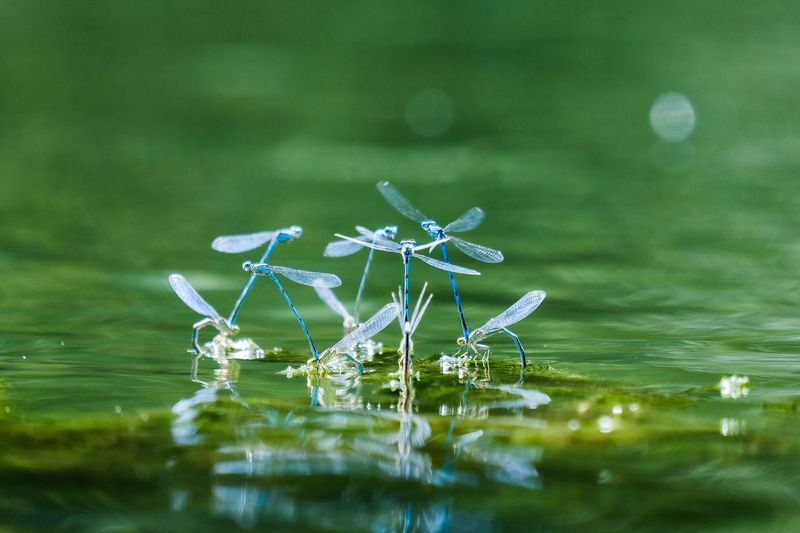 Control Mosquitoes Without Undermining the Yard