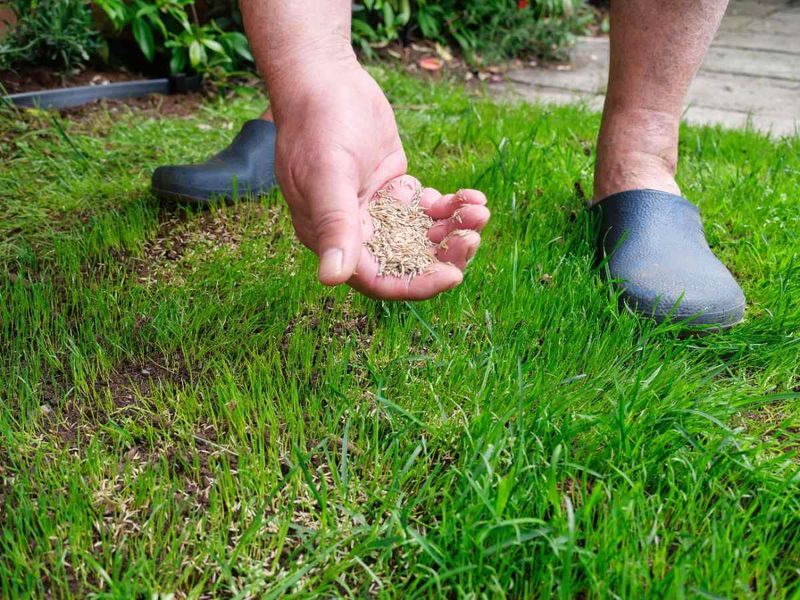 Match Fall Repair and Weed Control to the Problem