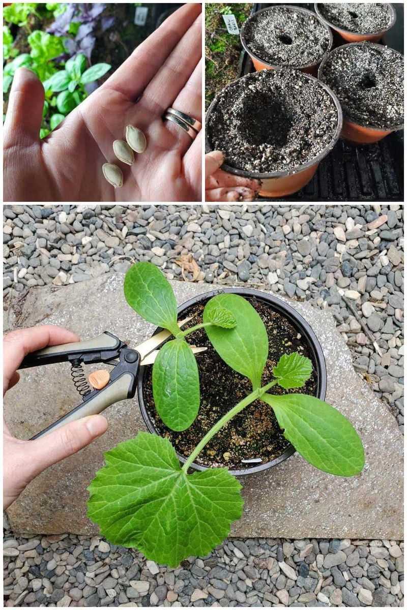 Planting Too Early Or Too Late