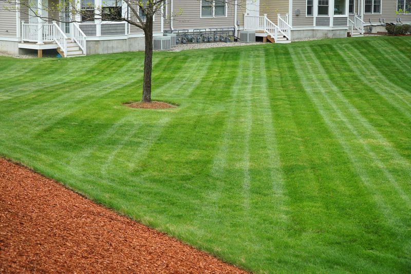 Tall fescue has a regional recovery window