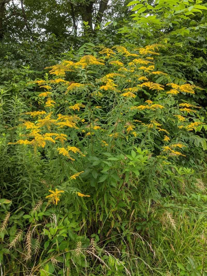 Protect pollinators and preserve useful winter structure