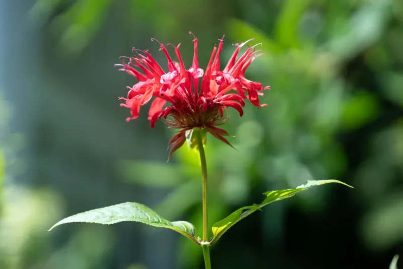 Bee Balm