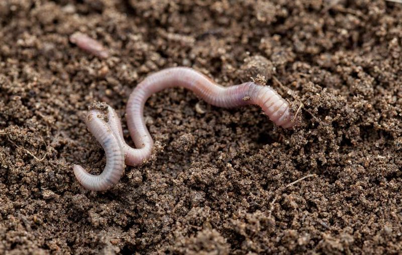 Earthworms