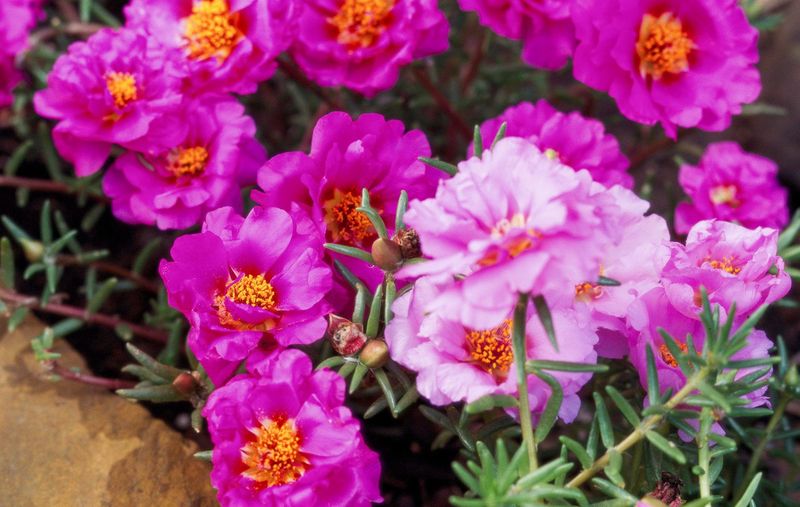 Portulaca (Moss Rose)