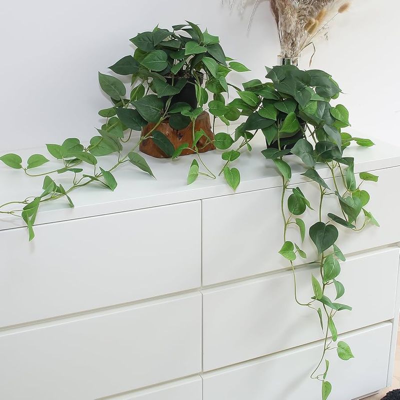 Pothos (Epipremnum aureum)