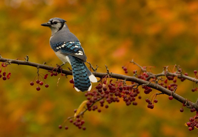 Berry Shrubs That Feed Them All Season