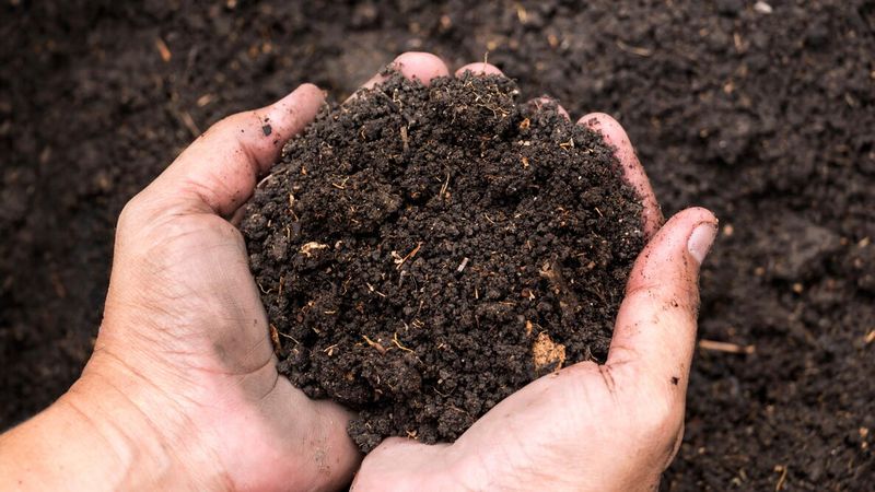 Prepare Rich, Well-Drained Soil