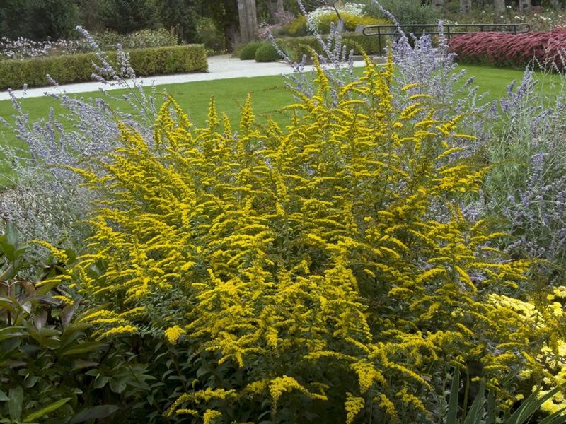 Choose a goldenrod suited to the space available