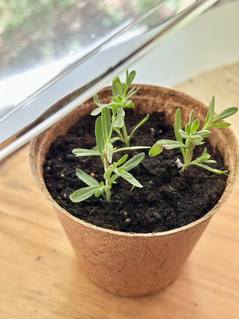 Build a moist but breathable rooting setup