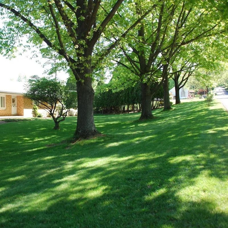 Shade and tree roots can limit what fescue can establish