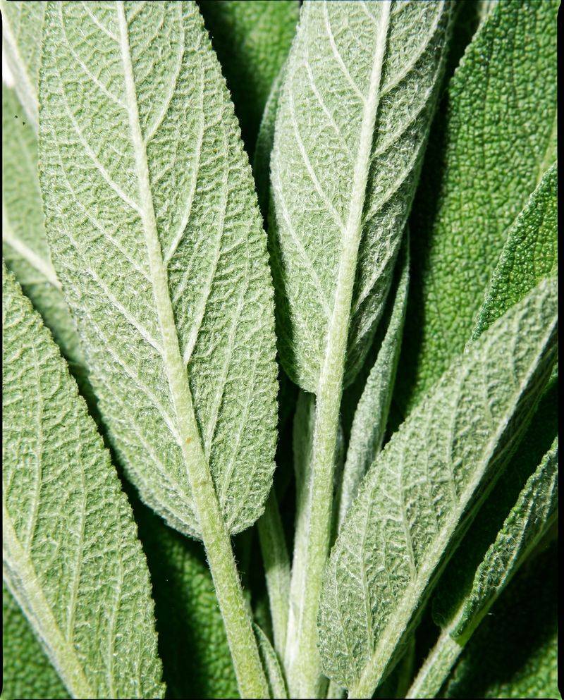 Volatile oils give these herbs their familiar scent