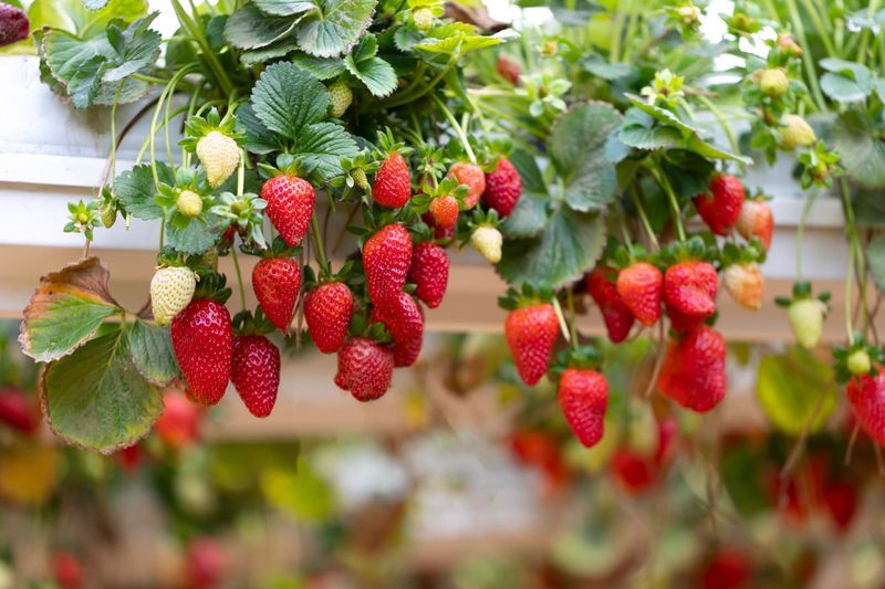 Strawberries
