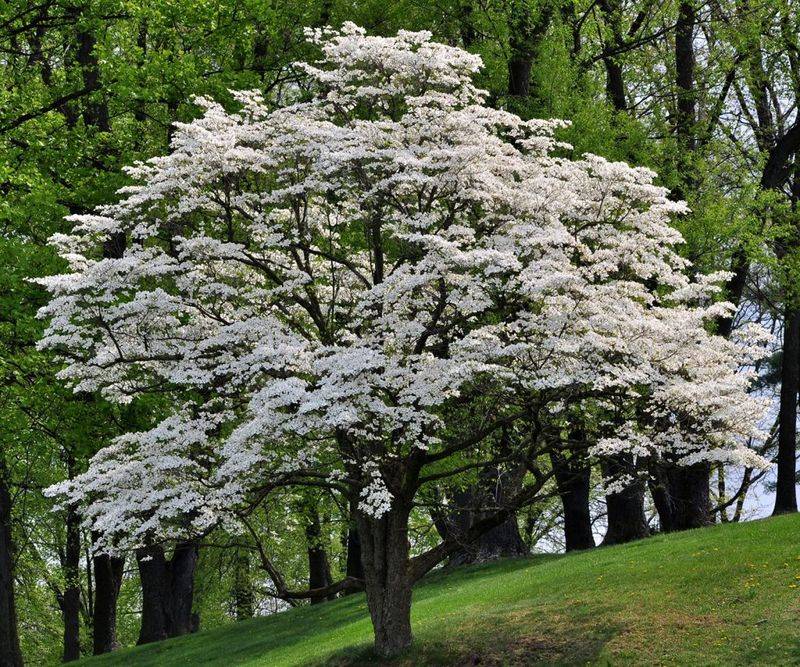 Protect the buds and let spring arrive